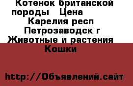 Котенок британской породы › Цена ­ 5 000 - Карелия респ., Петрозаводск г. Животные и растения » Кошки   